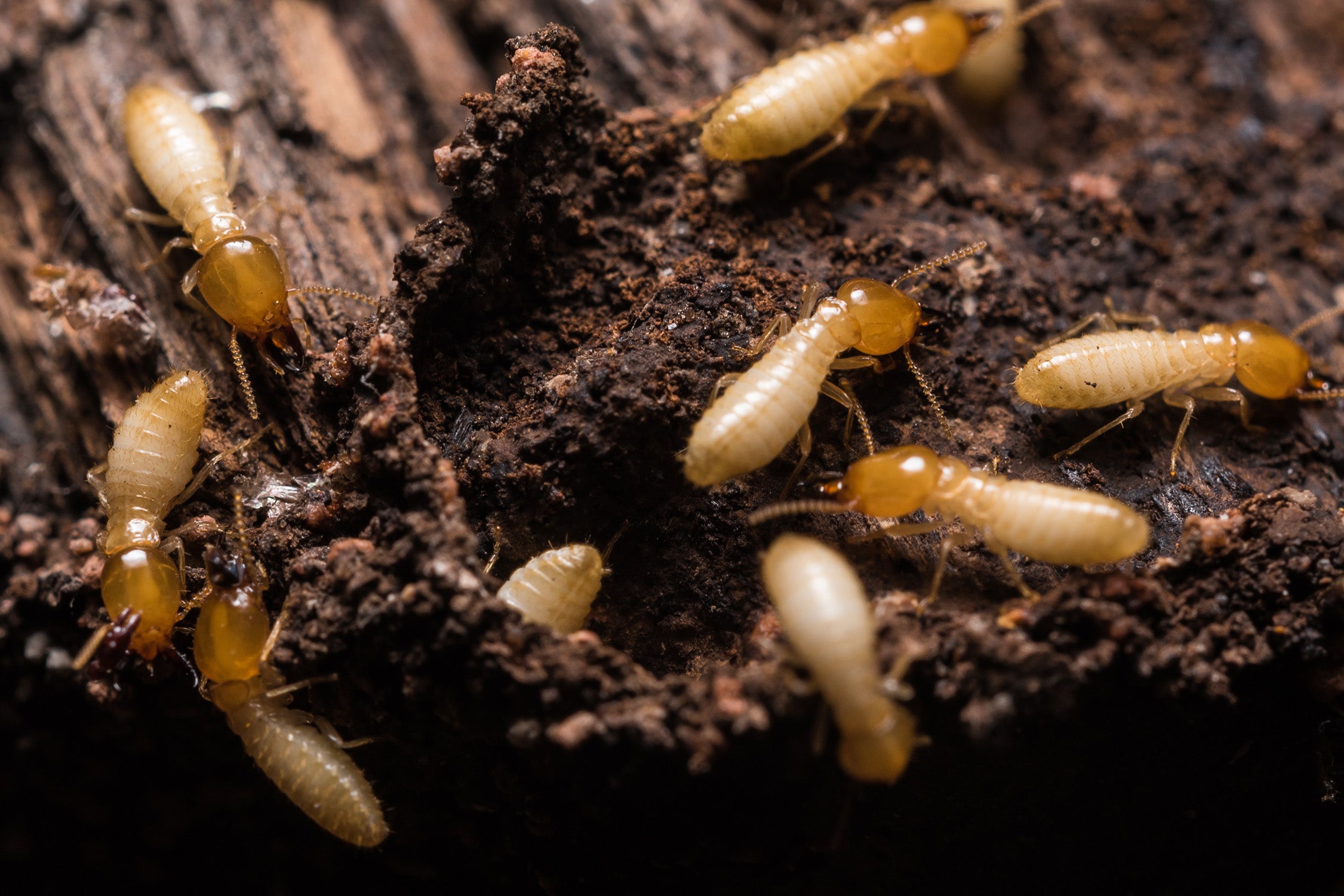Termites